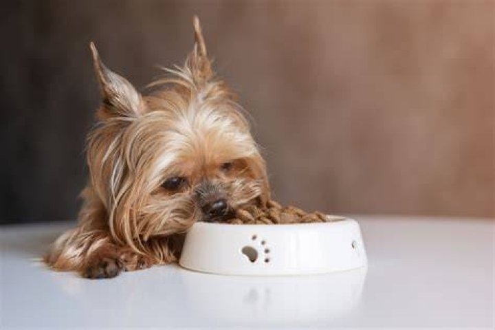 10 Best Dog Foods for Yorkies in 2024 - Reviews & Top Picks