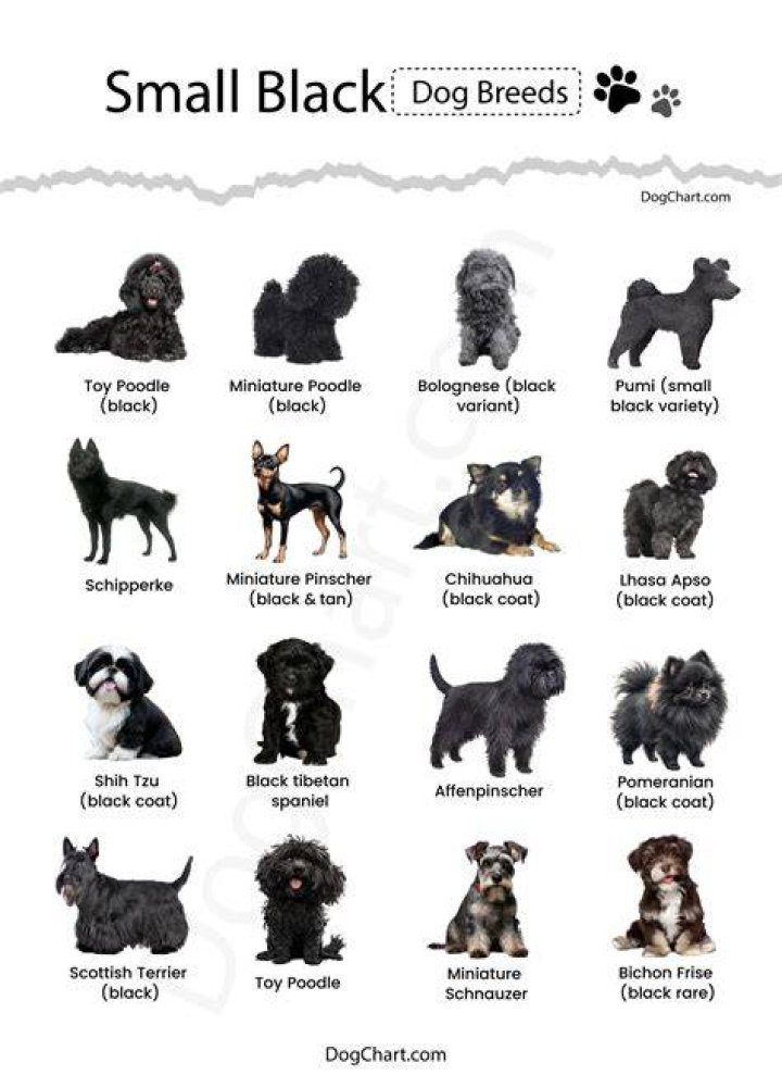 10 Black Dog Breeds: Big, Small & Fluffy (with Pictures)