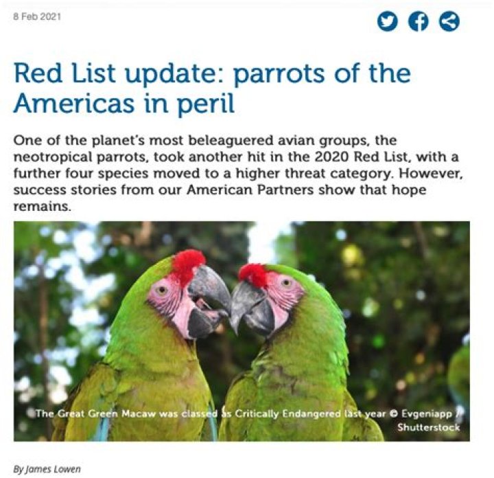 10 Parrots That Are Endangered in 2024 (With Pictures)