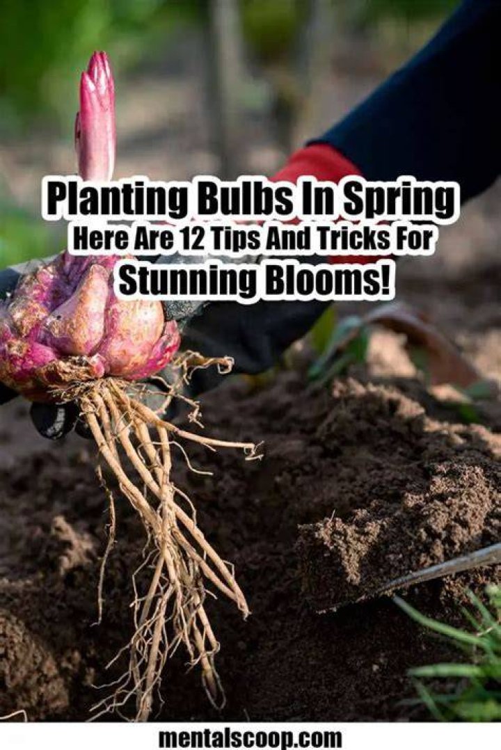 10 Tips for Planting Bulbs