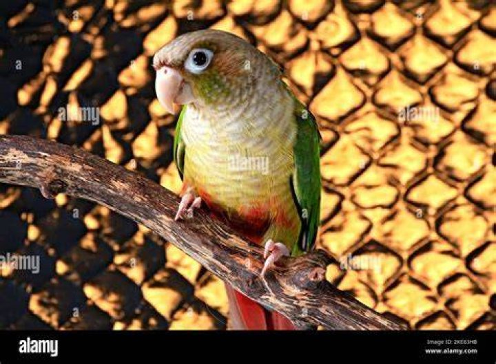 2 golden conure perching