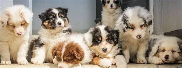 6 Best Study Abroad Veterinary Programs in 2019