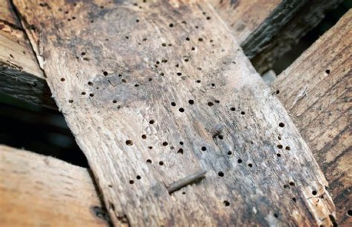 9 Ways Pets Can Damage Your Home (And Ways to Fix Them)