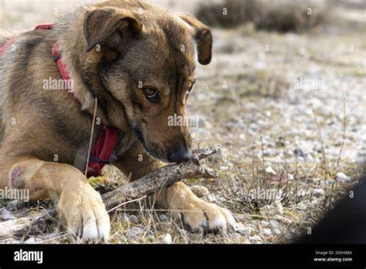 A dog being taken away from a monkey. Photo / News18