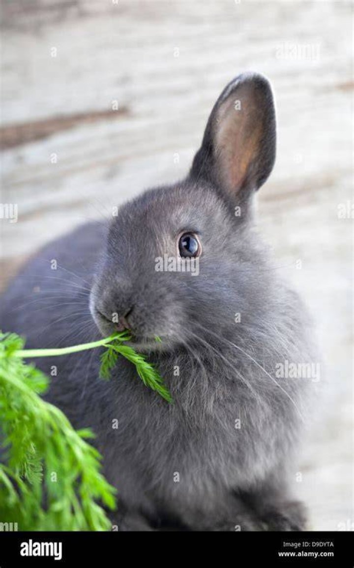 a grey rabbit eating a cherry outside on the grass