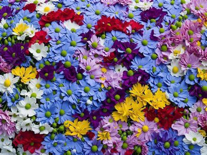 a large group of flowers a large group of flowers