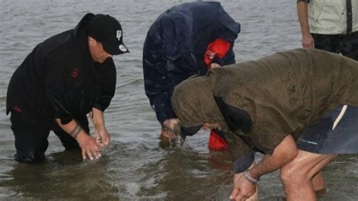 A pipi harvest with Te Arawa Ki Tai Trust whānau at Little Waihi. Photo / Supplied