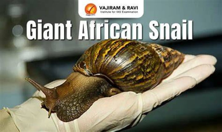 After sighting giant African snails, the Florida Department of Agriculture ordered a quarantine in Miramar