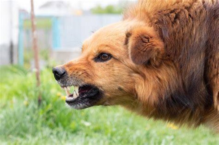 aggressive angry dog and female owner