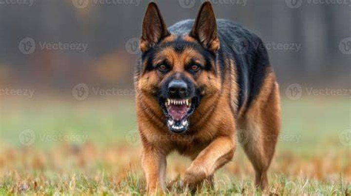 aggressive german shepherd