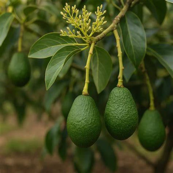 aguacate