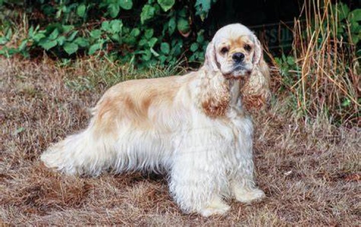 American Cocker Spaniel standing near lake