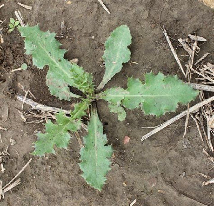 Annual sow thistle
