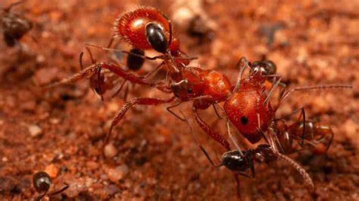Ants