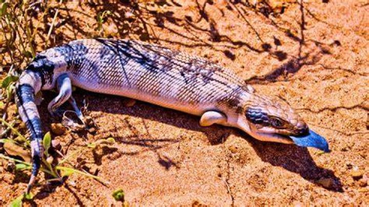 australian blue tongued skink_Martin Valigursky_Shutterstock