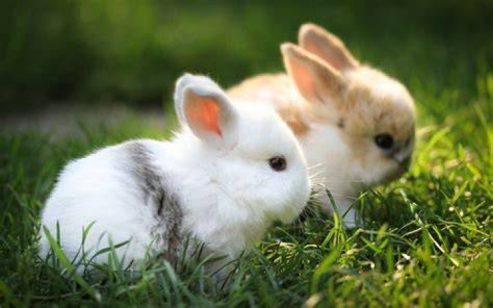 baby rabbits