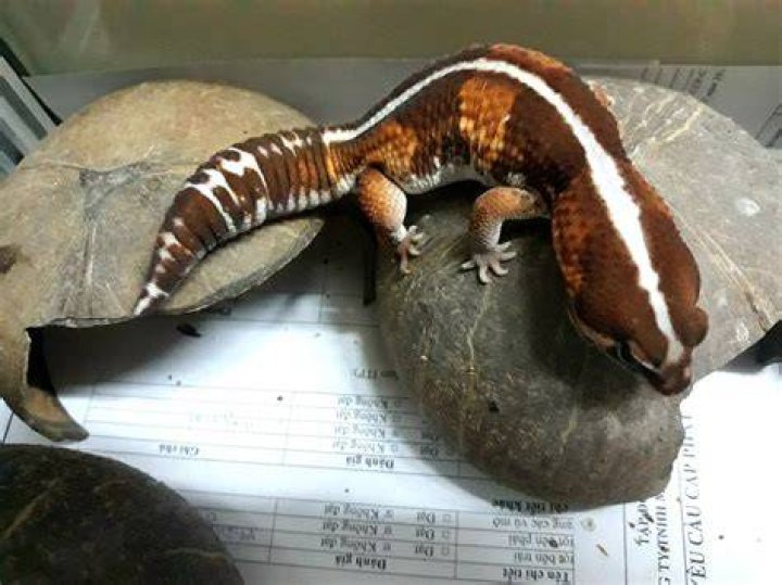 banded african fat tailed gecko on a rock