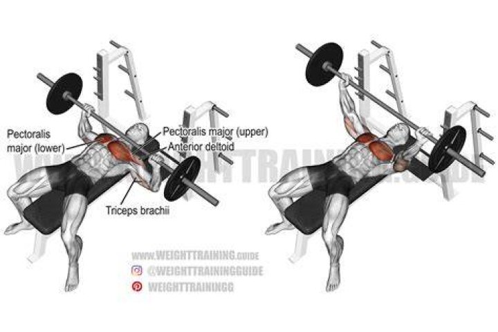barbell bench press barbell bench press