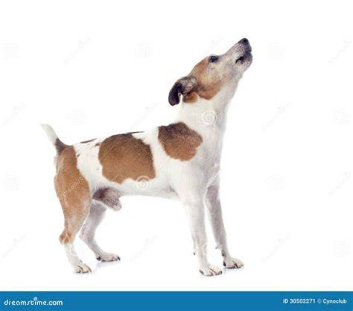 barking jack russel