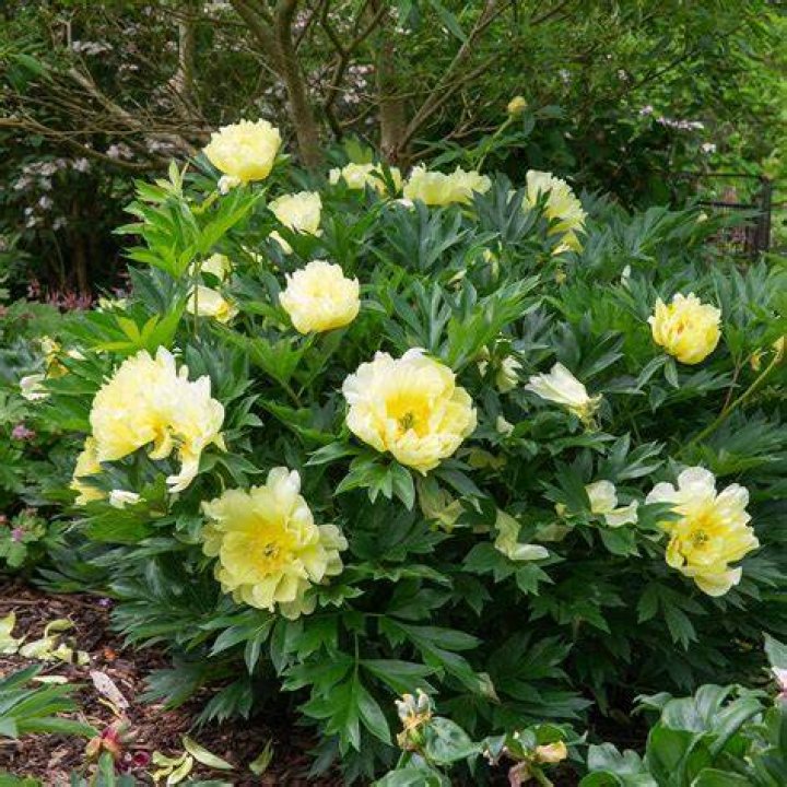 Bartzella Peony 