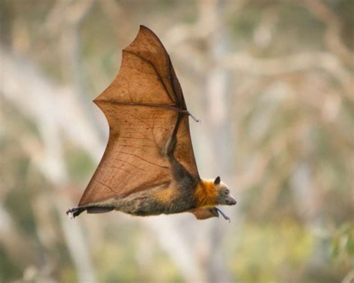 Bats. Bats.