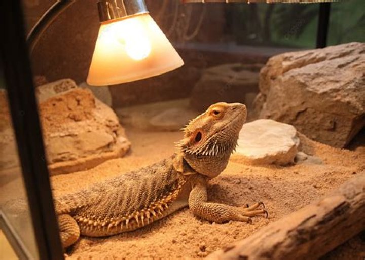 bearded dragon basking