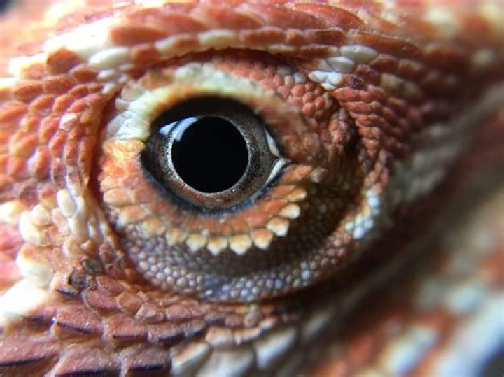 bearded dragon close eyes