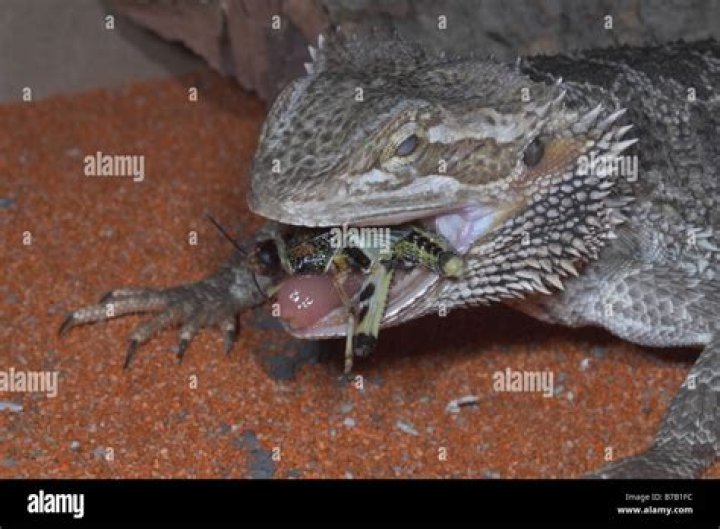 bearded dragon eating locust