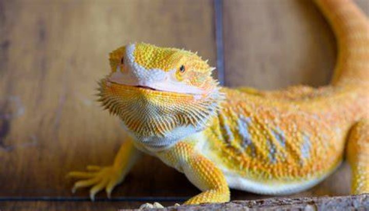 bearded dragon