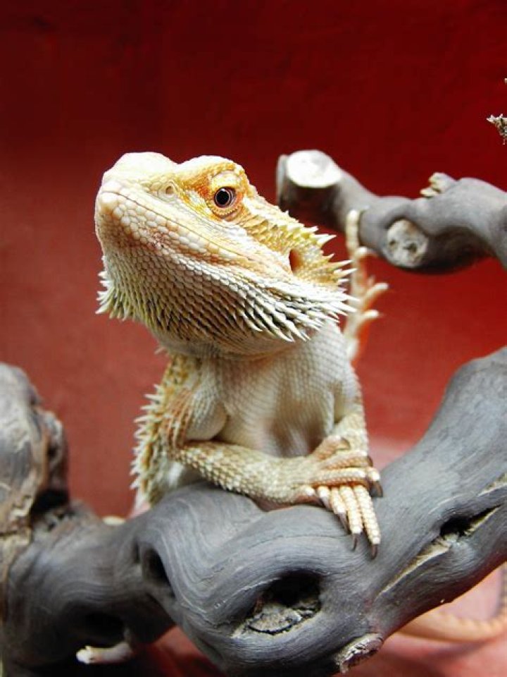 bearded dragon_Gerhard G., Pixabay