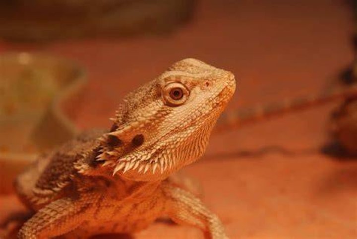bearded dragon_pixabay