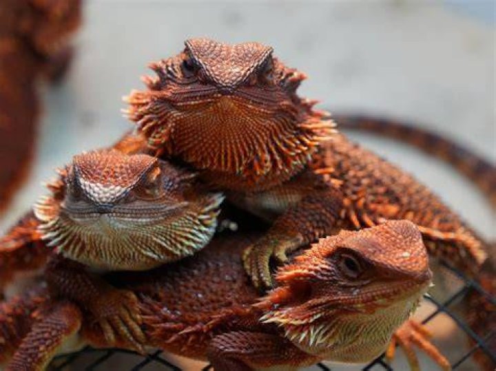 bearded dragon_Snap_it, Pixabay