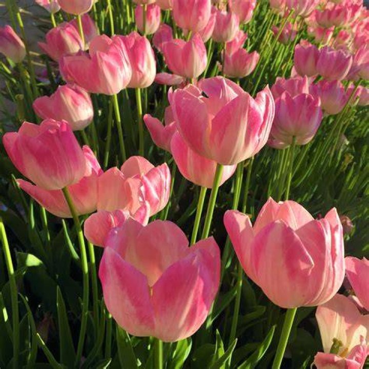 Beautiful Tulip flowers