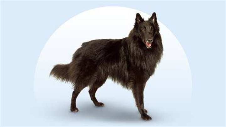 Belgian sheepdog standing in the grass