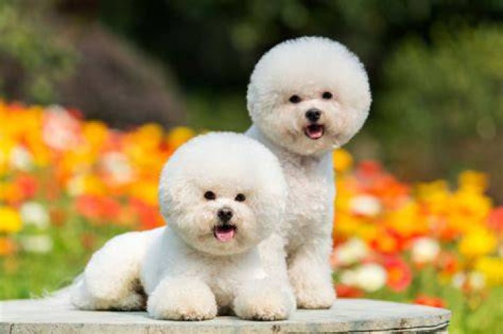 Best dogs for children Best dogs for children
