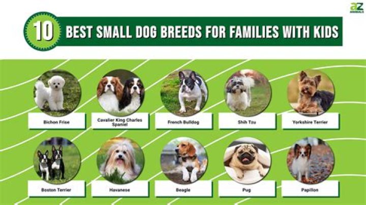 Best dogs for kids Best dogs for kids