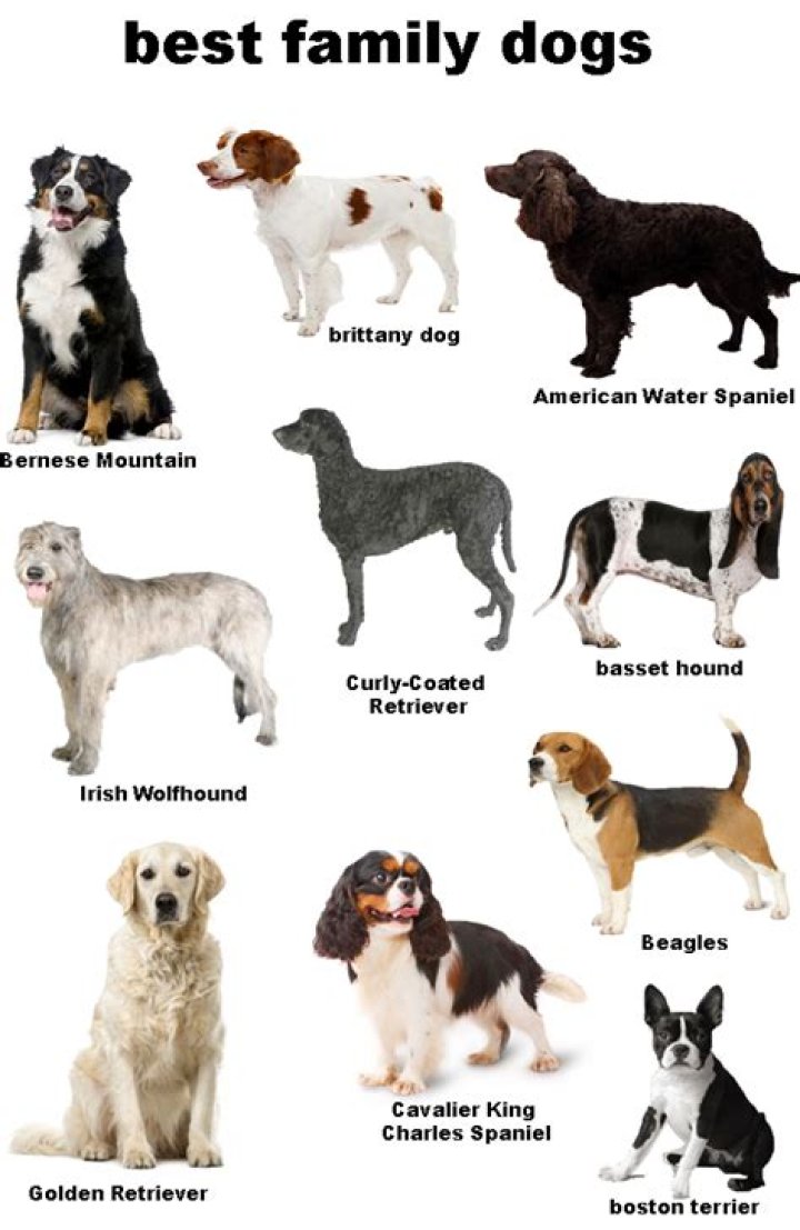 Best family dogs Best family dogs