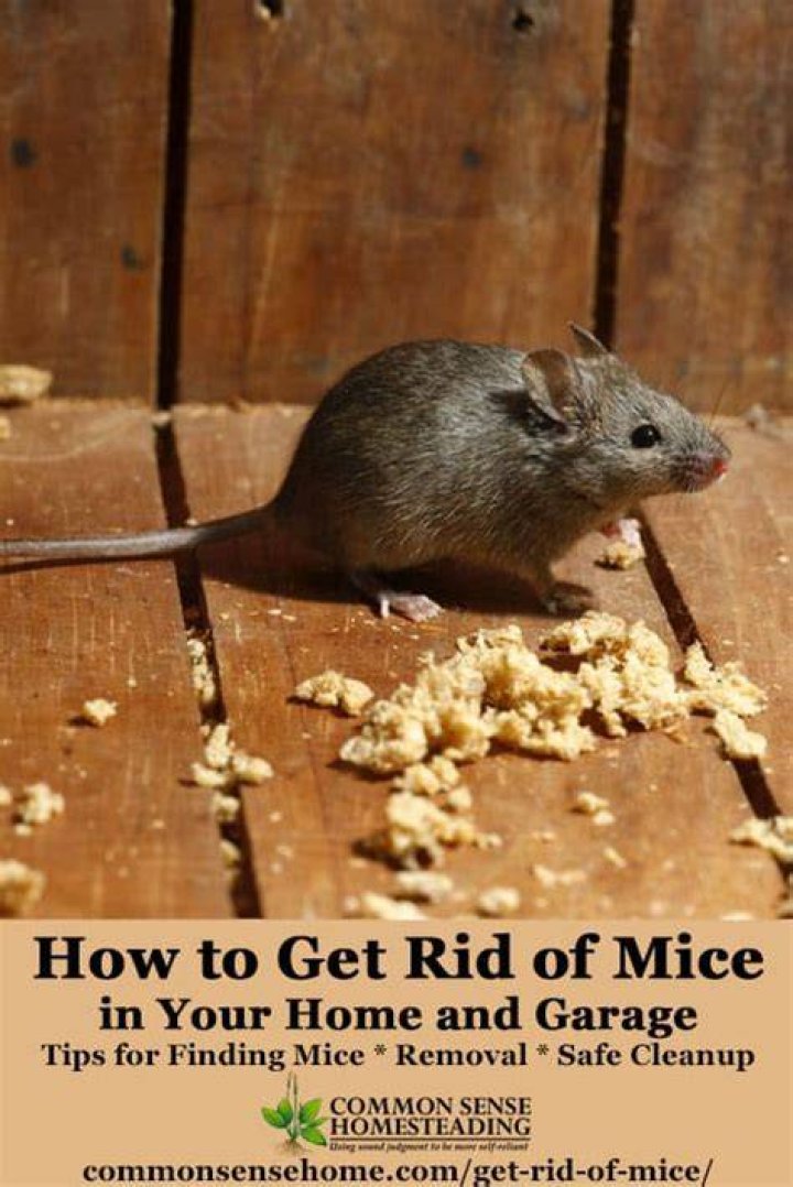Best Ways to Get Rid of Rodents in Your House