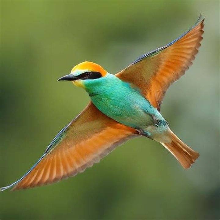 Bird. Bird.