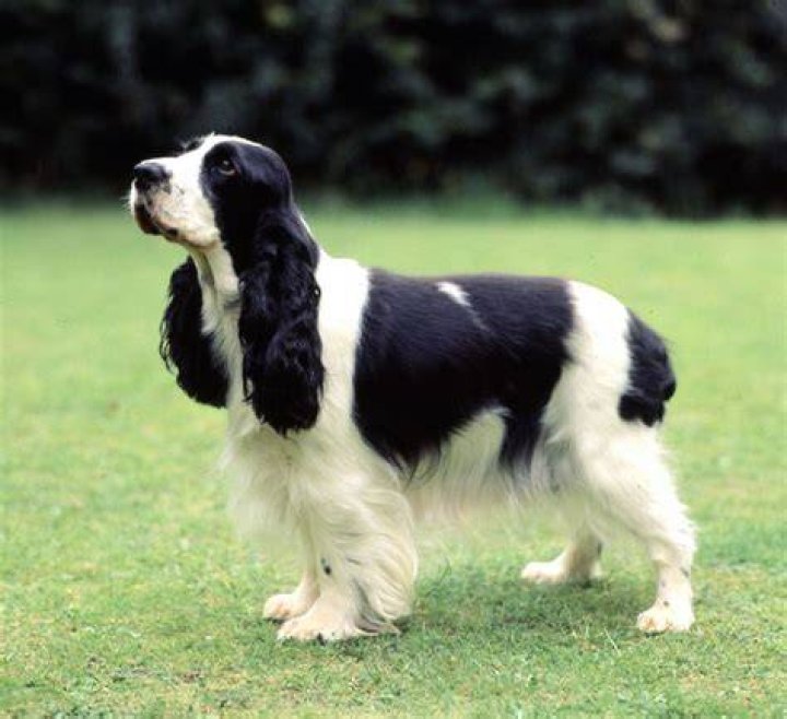 black and white english cocker spaniel running