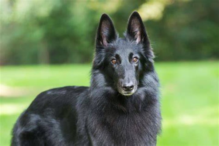 Black Belgian Sheepdog