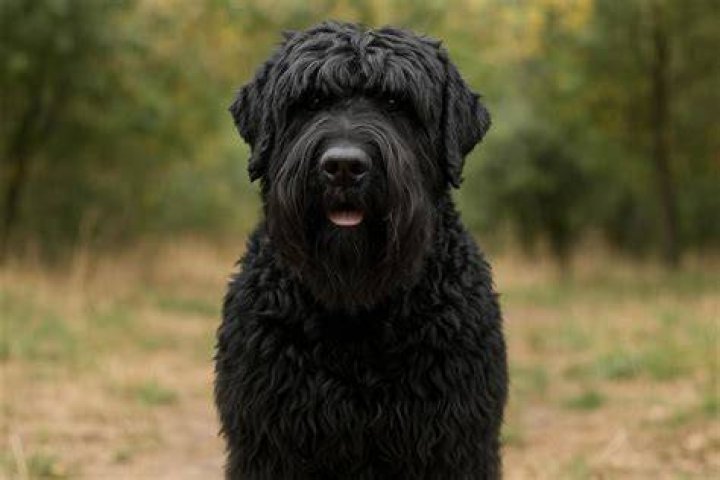 Black Russian Terrier_Shutterstock_Brezhneva.od