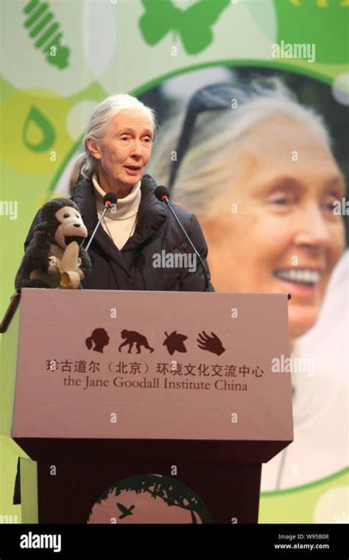 british primatologist and un peace ambassador jane goodall, the worlds famous authority on chimpanzees