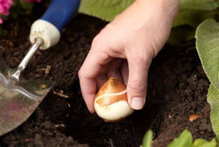 bulb planting