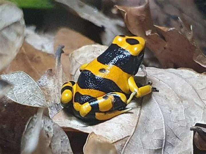 bumblebee poison dart frog_Henner Damke_Shutterstock