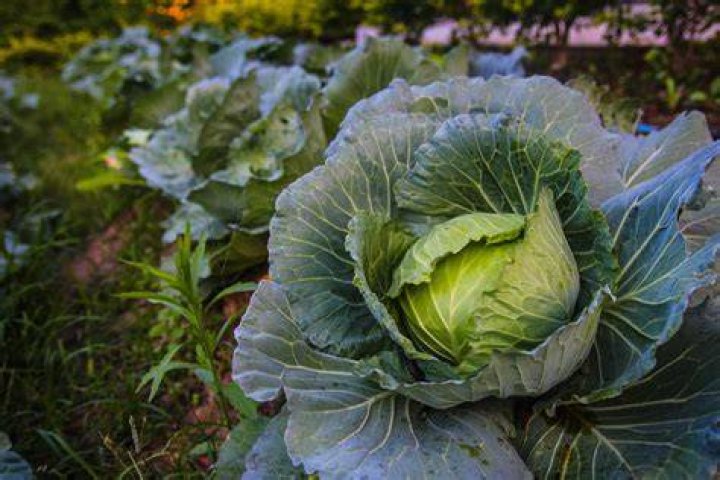 Cabbage, Food, Vegetable, wild cabbage, Iceburg lettuce, Plant, Chinese cabbage, Produce, Leaf vegetable, Side dish, 