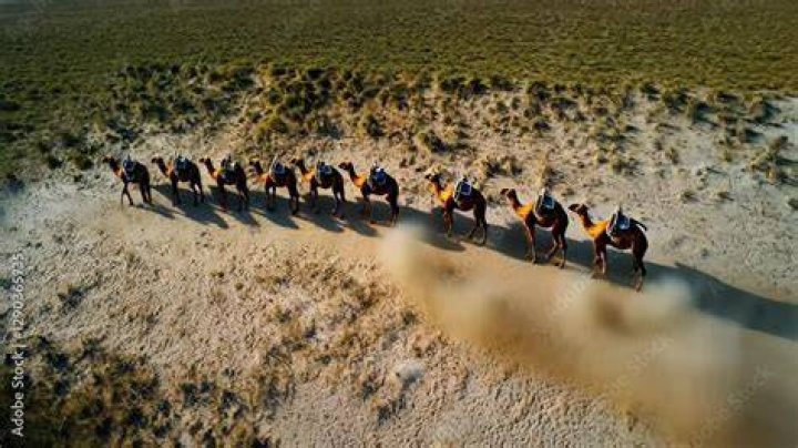 Camels being led across an overcast desert by man dressed in White
