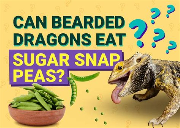Can Bearded Dragons Eat Sugar Snap Peas? Our Vet’s Nutritional Analysis