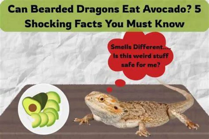 Can Bearded Dragons Eat_v4-3 avocado