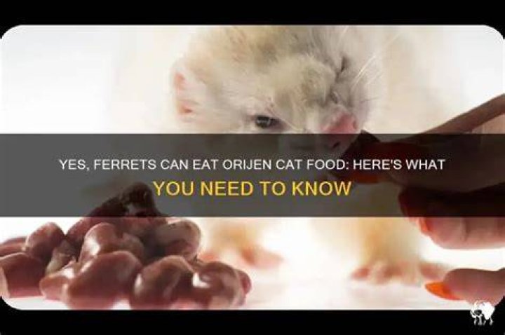 Can Ferrets Eat Cat Food? What You Need to Know!